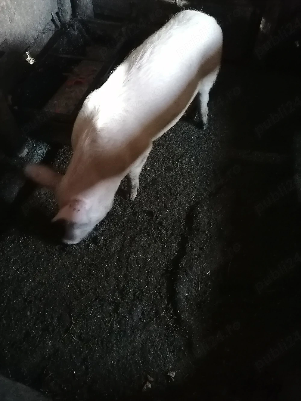 Ultima bucata caută altă casă 