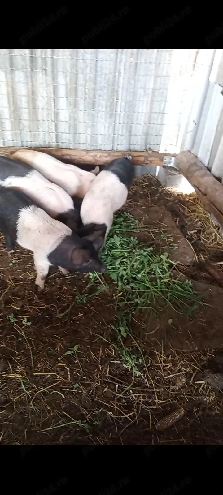 Porci  purcei  soldani