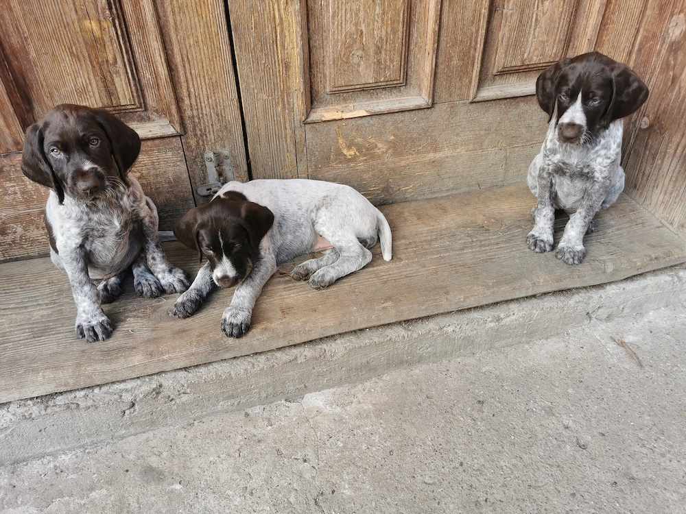 Vând căței Brac German