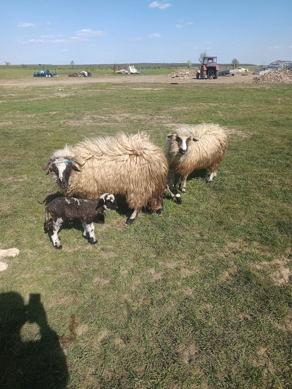 Doua oi de vânzare .