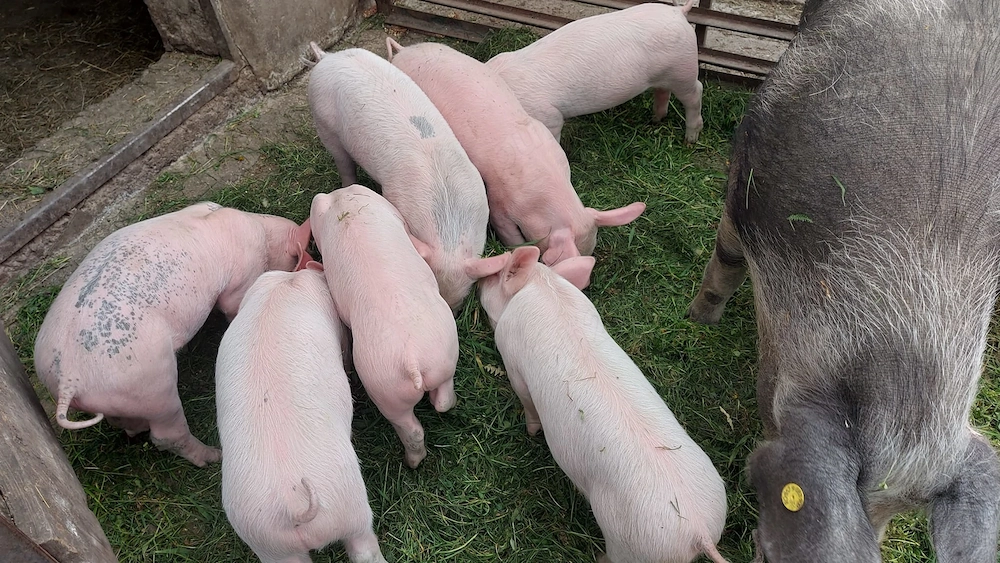 Purcei de 7 săptămâni