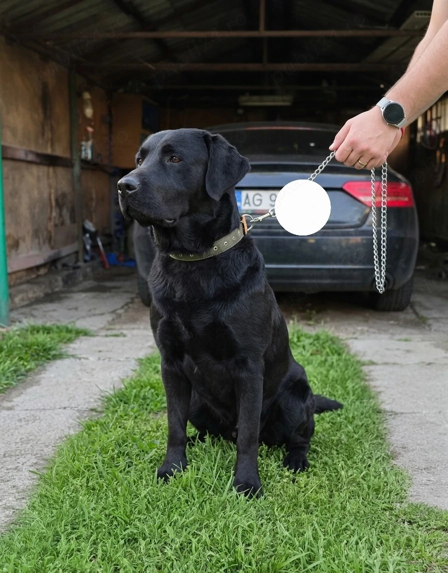 Labrador    DOW