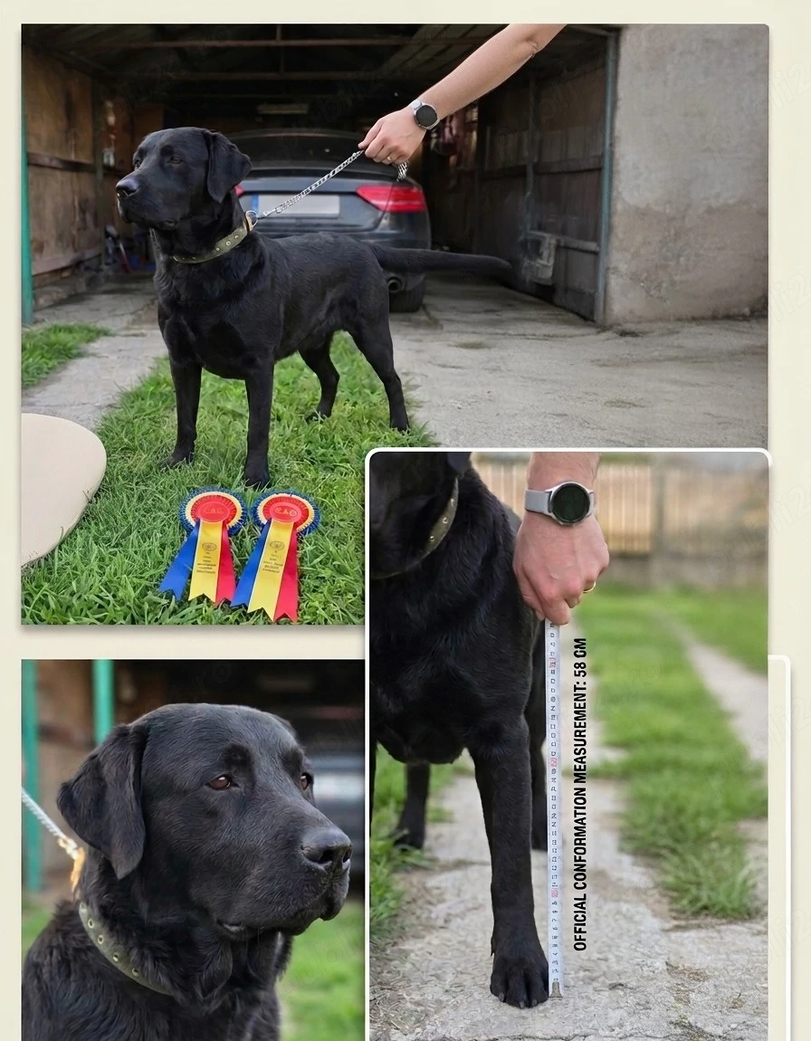 Schimb Labrador Retriever