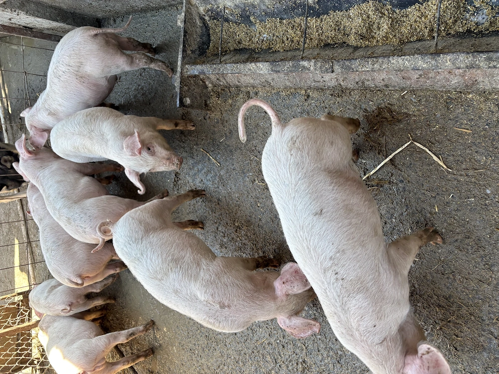 Purcei de vanzare