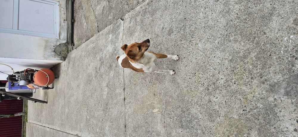 Vand Fox terrier vârstă 11 luni.