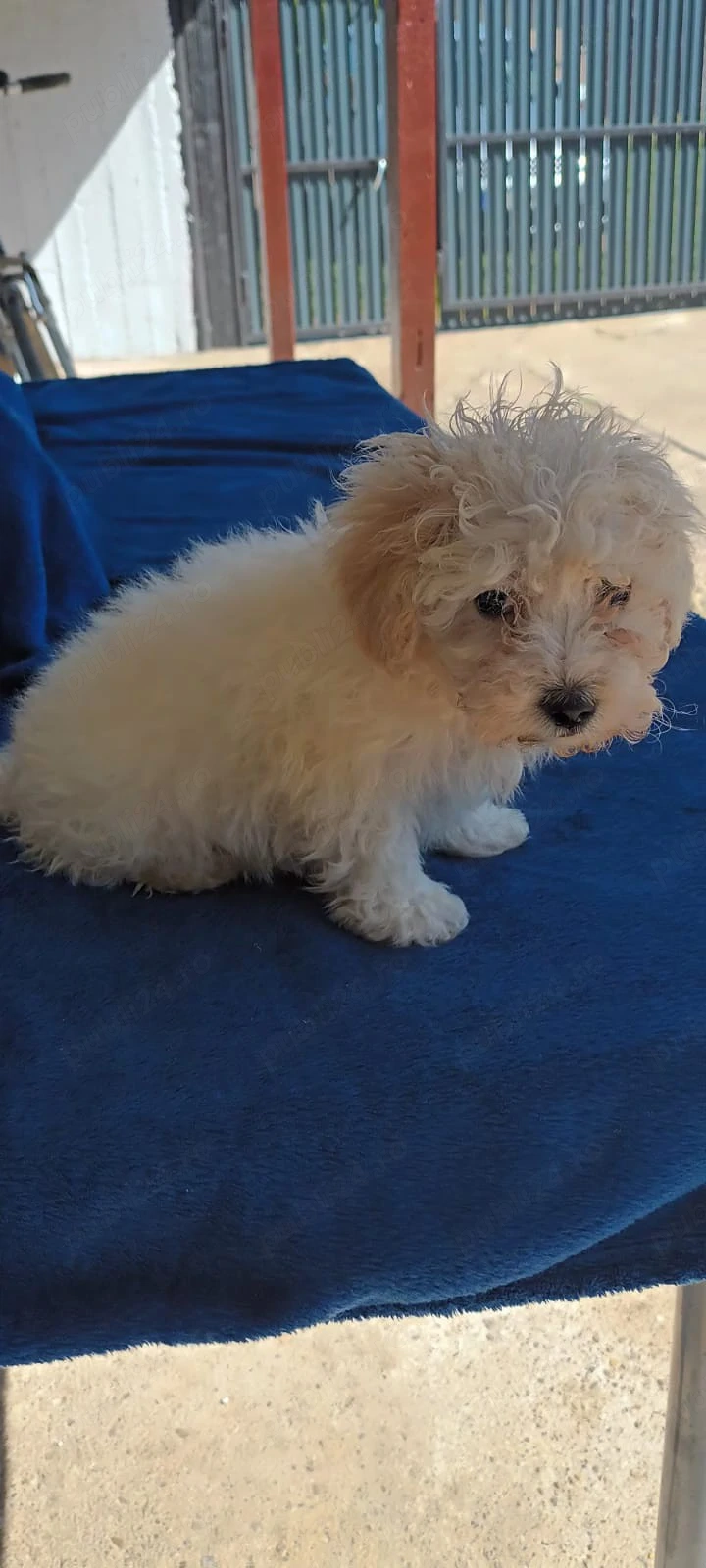 De vânzare bison maltez baietel 