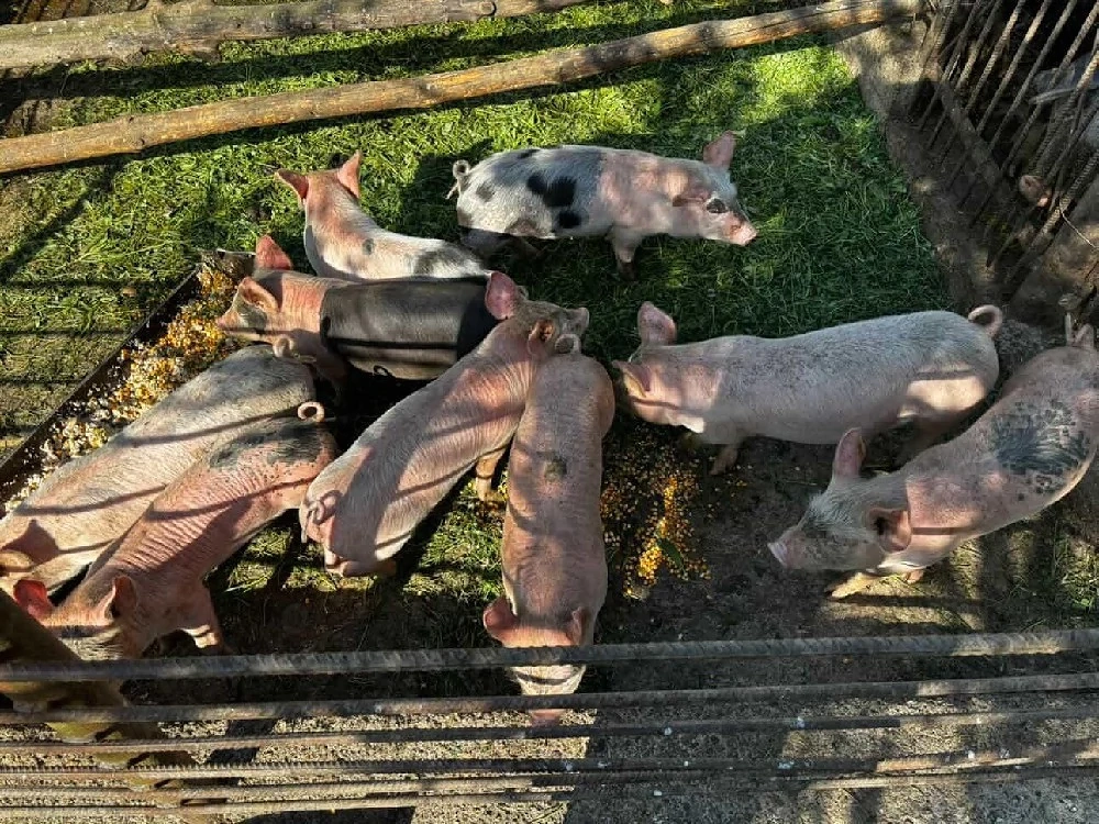 purcei de 8 săptămâni de vânzare 