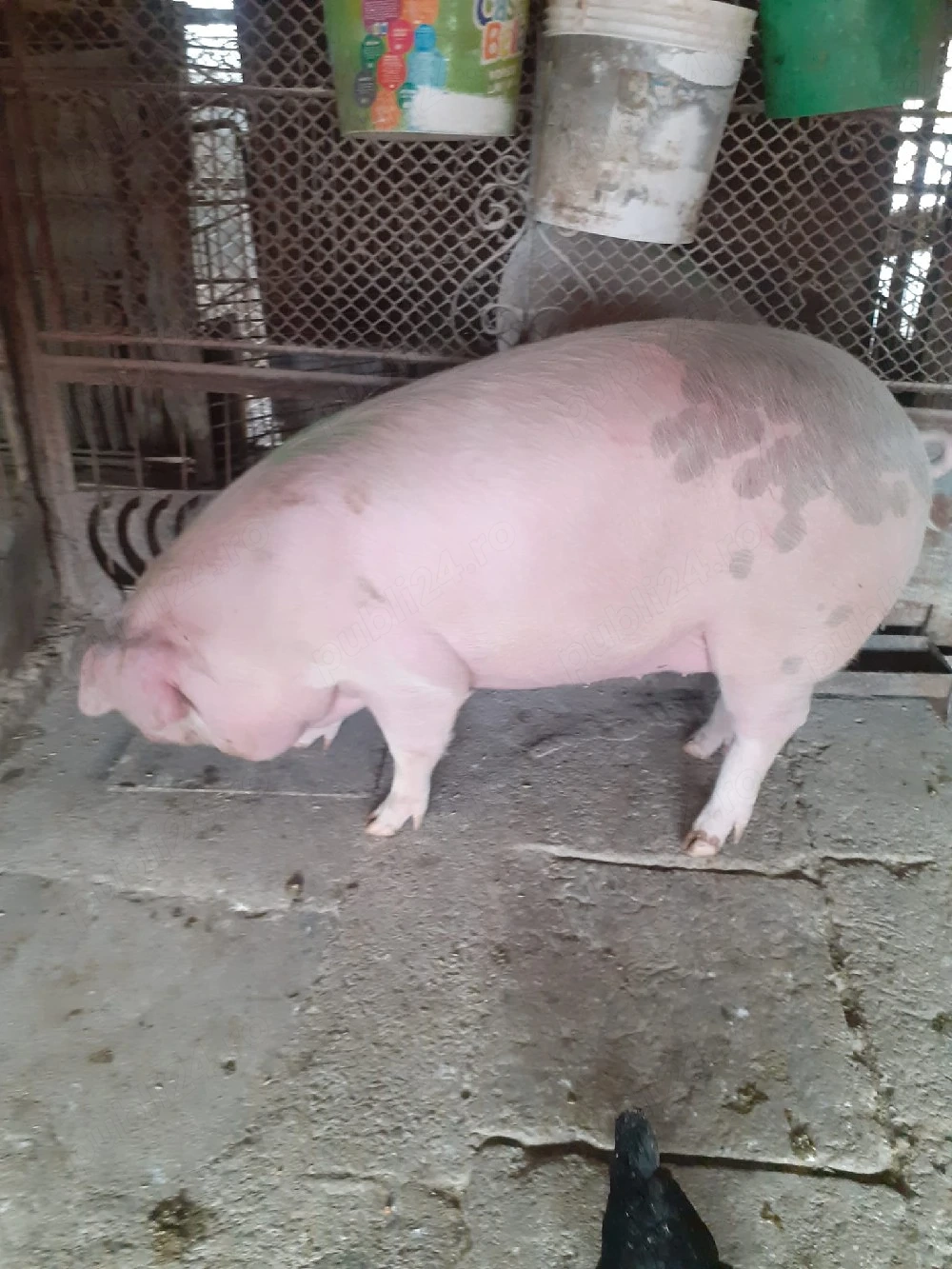 Porc femela 165 de kilograme 