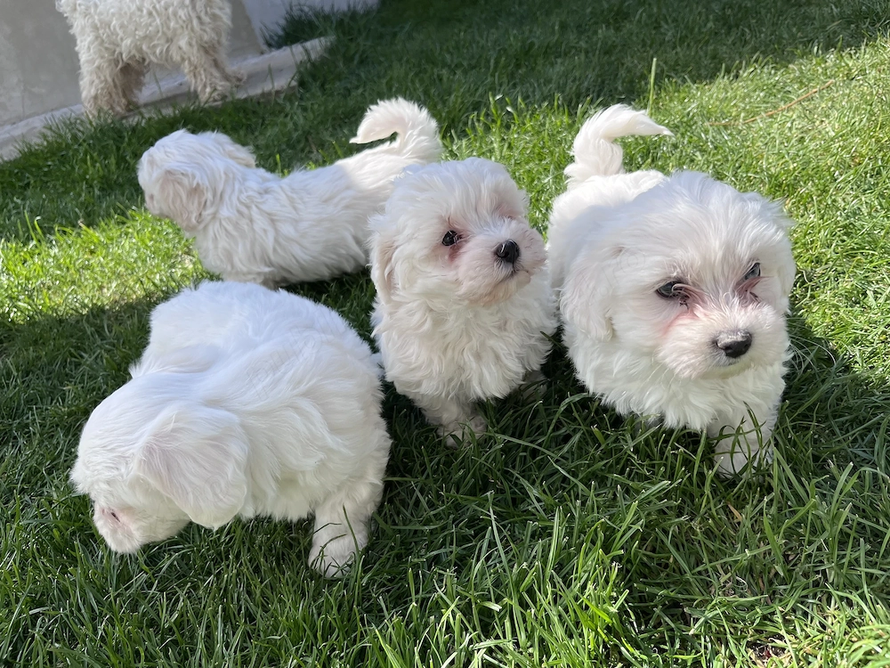 Bichon maltezi de vânzare 