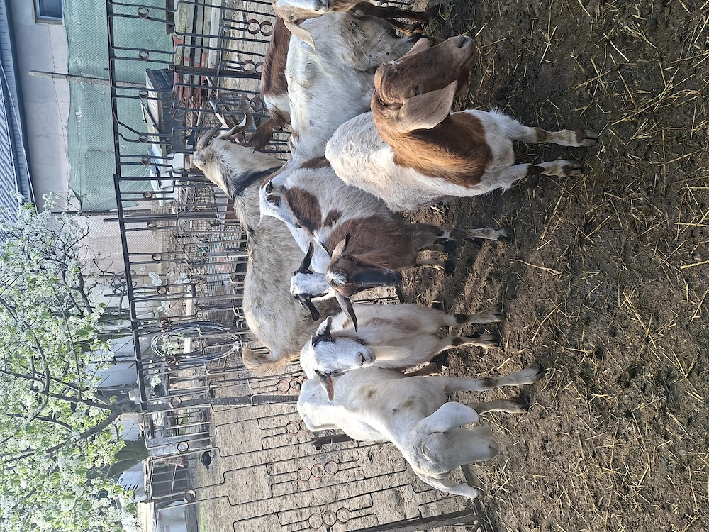 vand capre rasa boer si anglonubian 