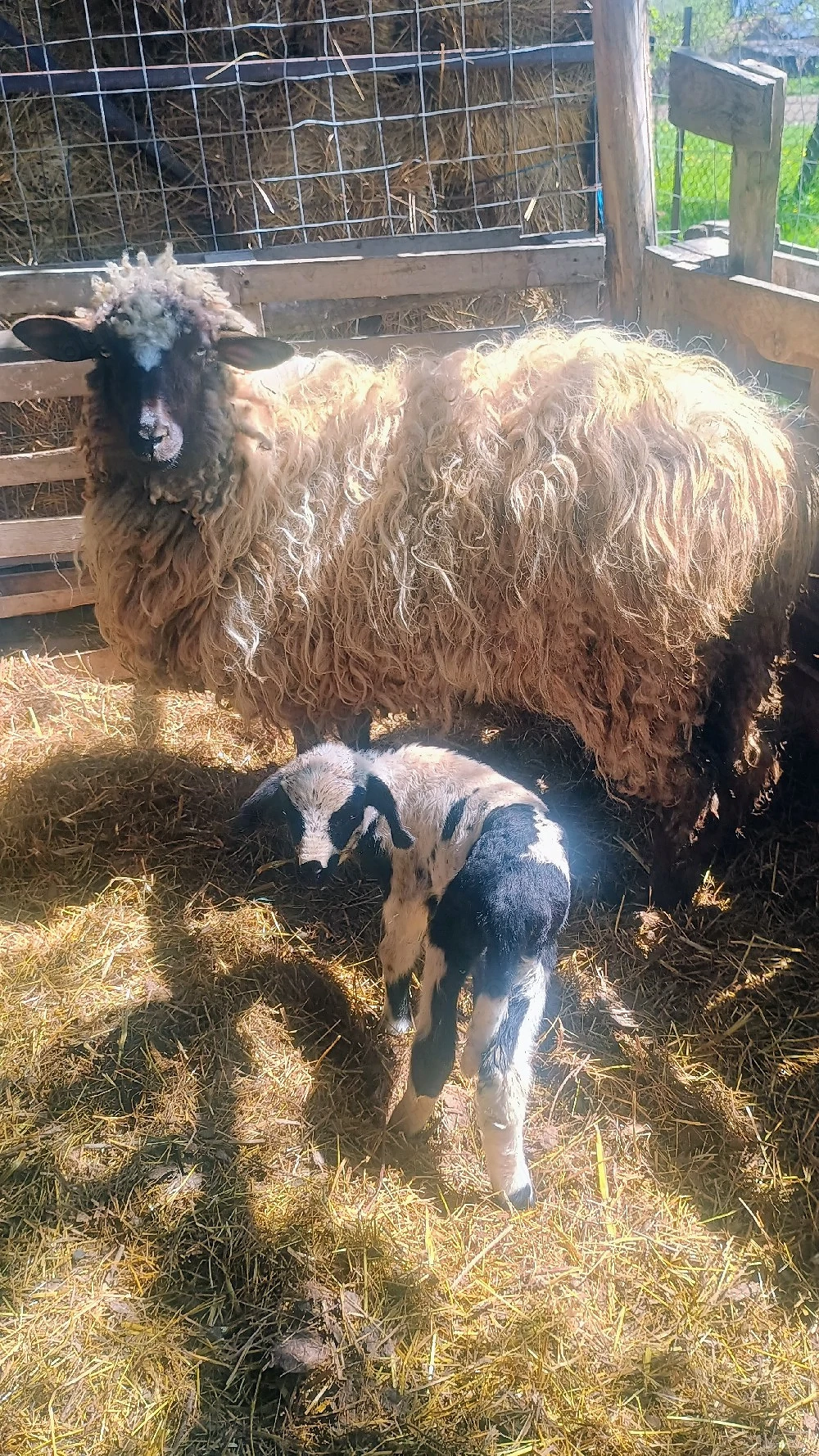 Vand doua miele de anul trecut 