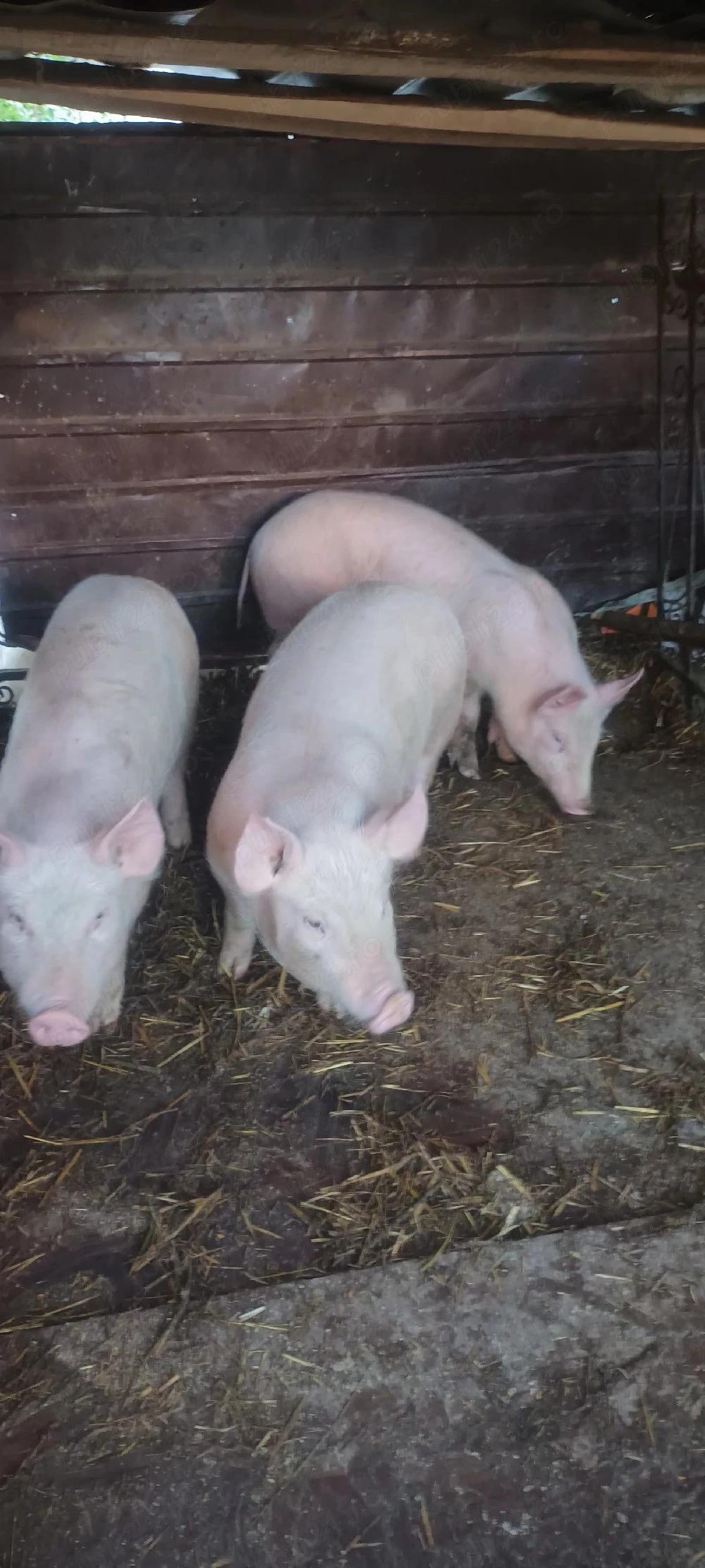 Vând Șoldănași mănâncă foarte bine 45-50kg