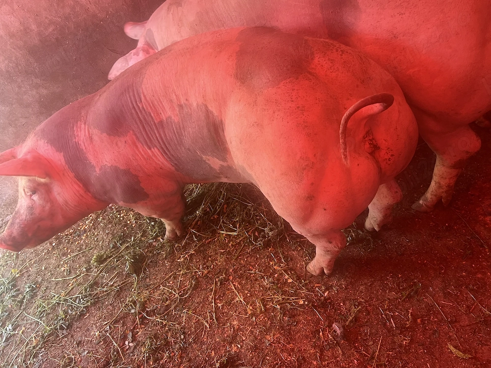 De vânzare 2 scroafe