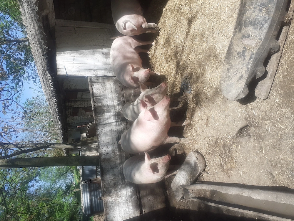 Porci de vânzare, sat Mănăștur comuna vinga, mai multe detalii. Tel   