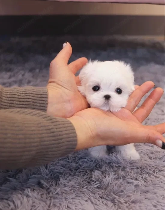 Bichon maltez mini 