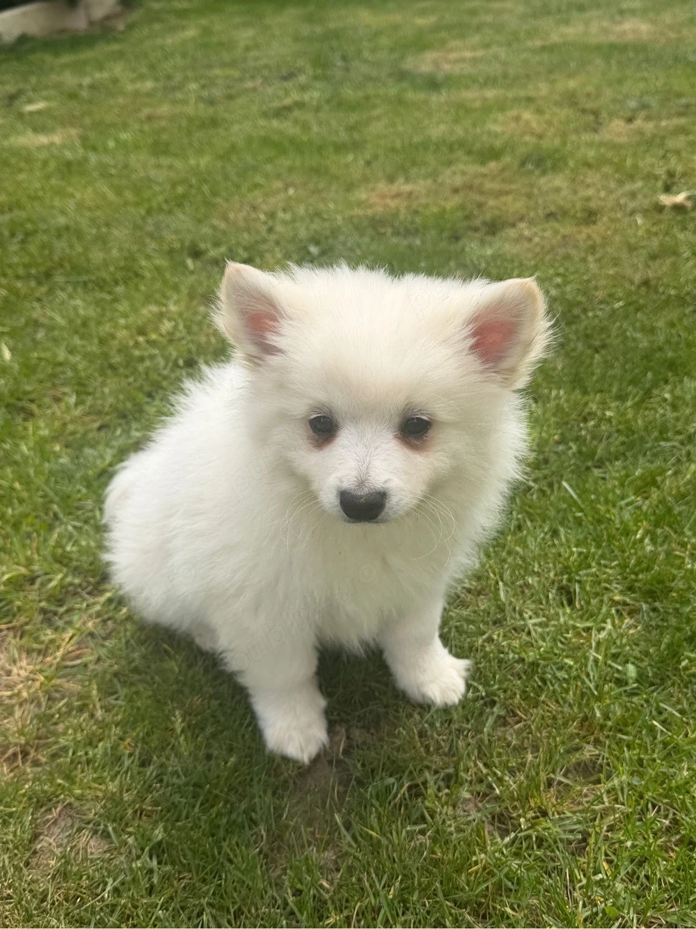 Pomeranian Spitz 