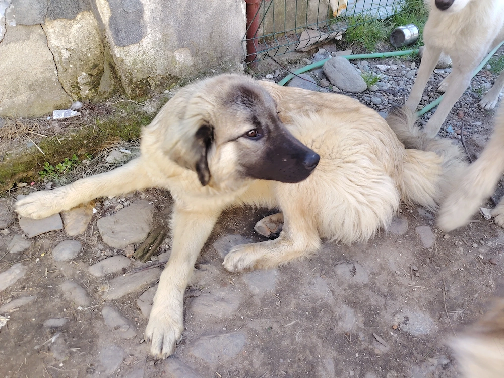 Catelusa Kangal în vârstă de 9 luni 