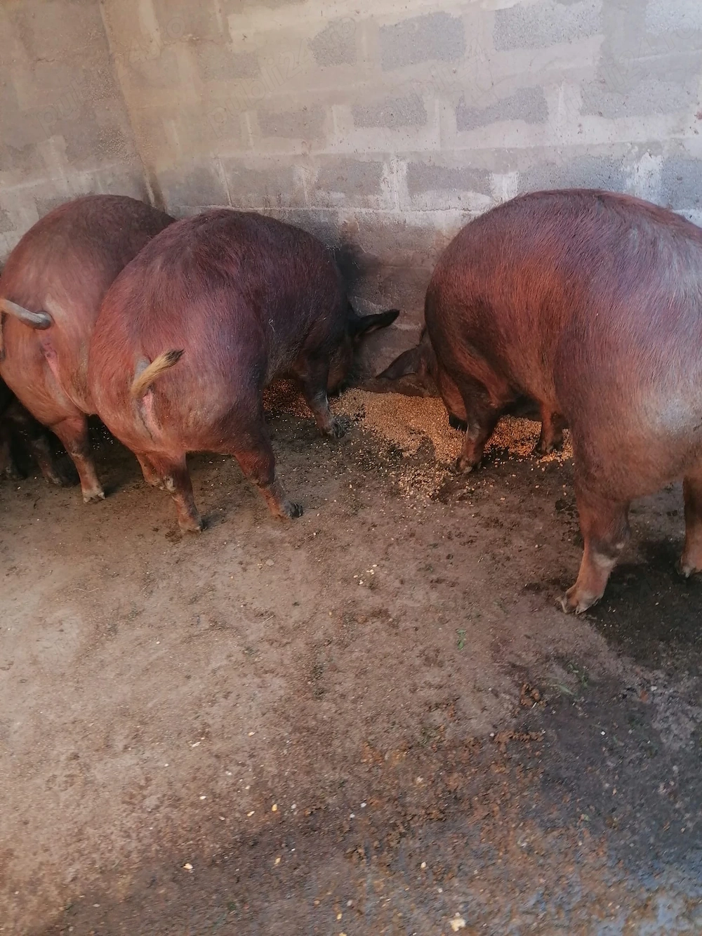 Vând porci Duroc Puțuri 