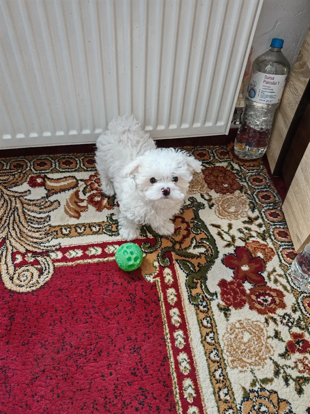 De vânzare bișon frise 