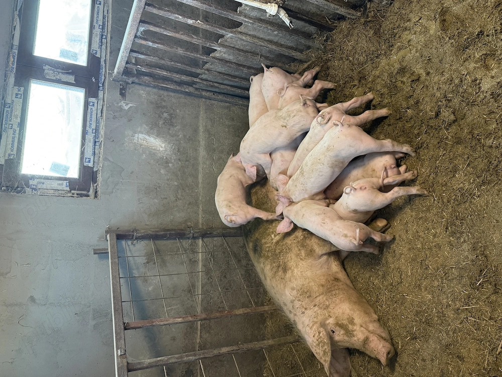 Purcei Landrace de vânzare 