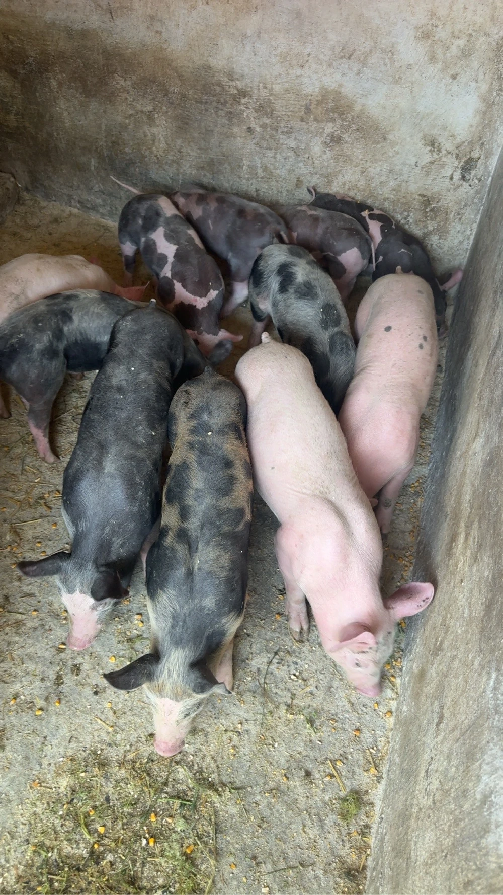 purcei7-9saptamani si porci 25-30kg