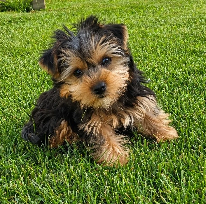 yorkshire talie mică 