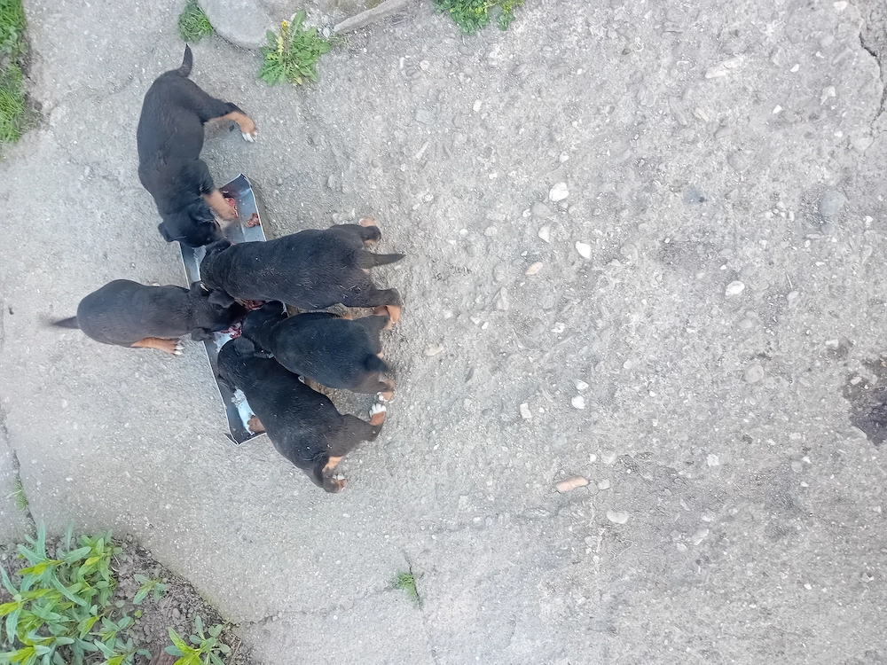 Catei jagd terrieri  par scurt