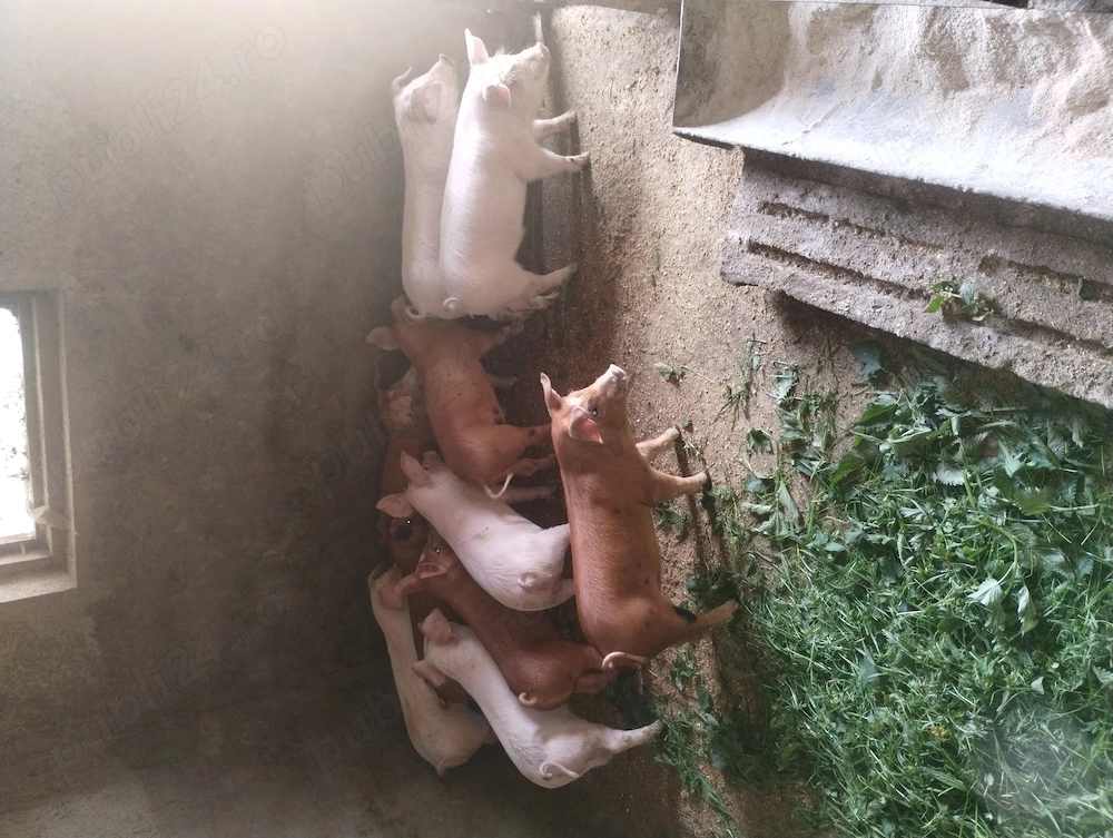 Vand purcei rasa marele alb și duroc din gospodăria proprie 8 săptămâni 
