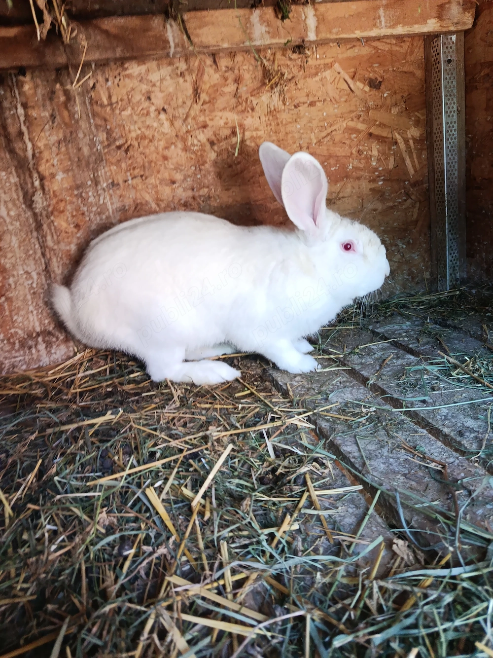 Mascul uriaș german cu hycole 