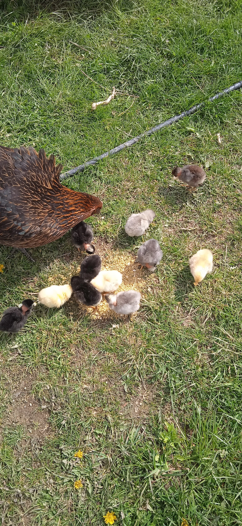 Cloșcă cu pui ouă 