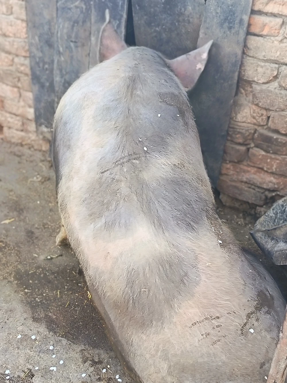 Petrean Belgian 