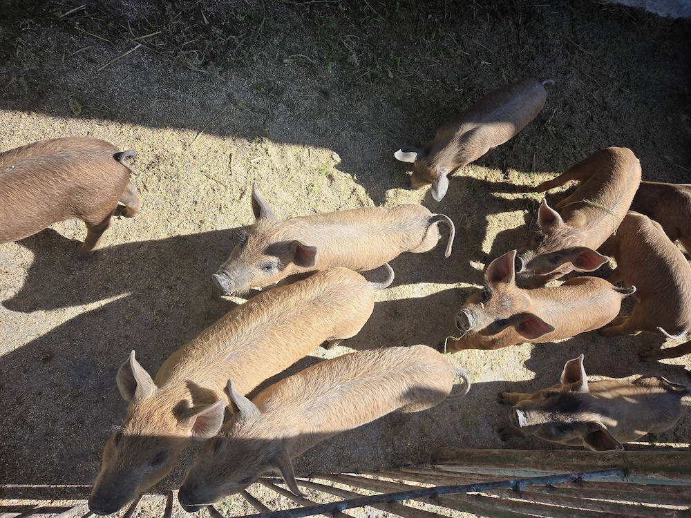 Purcei duroc de 9 saptamani