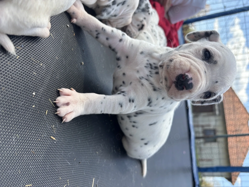 Eleganța in alb și negru, pui de Dalmatian disponibili