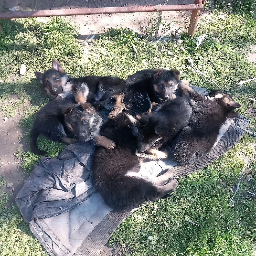 catei  ,ciobanesc german