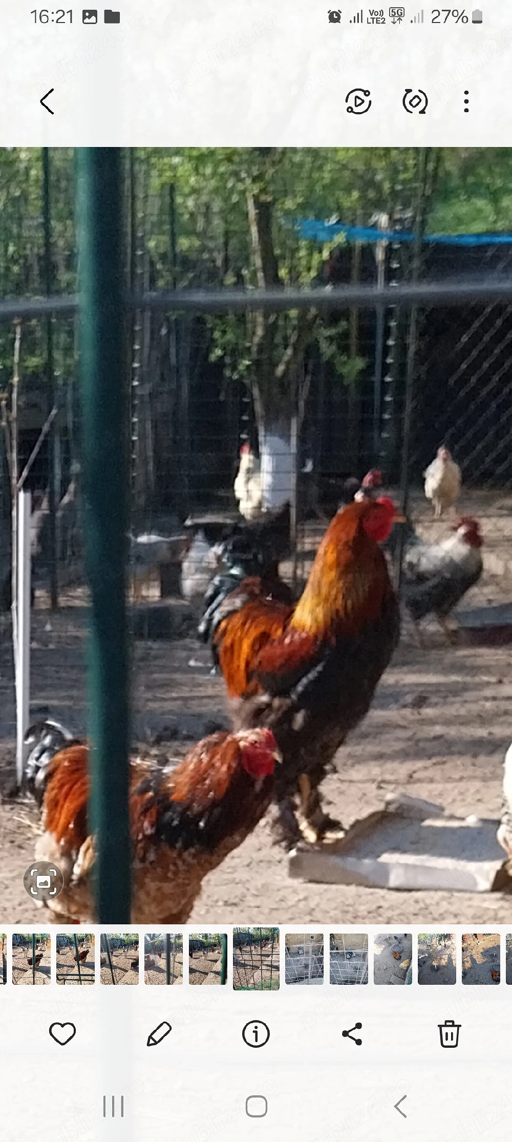 cocosi brahma