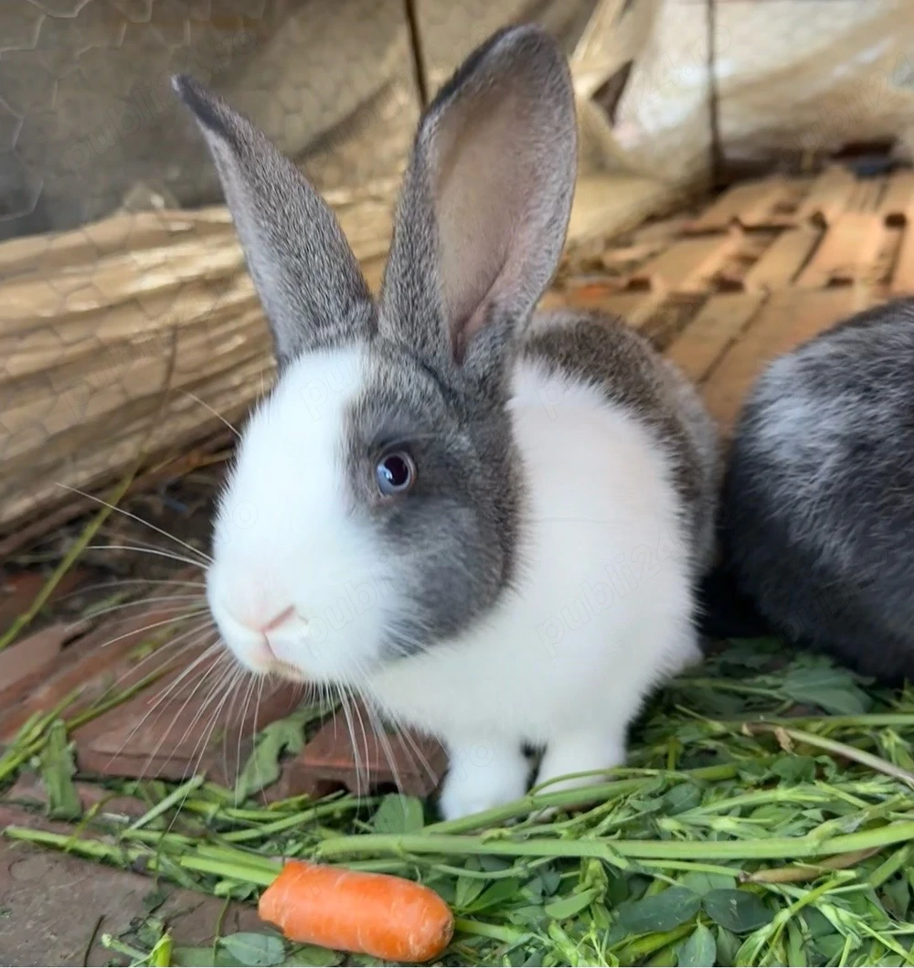 iepurasi iepuri de vanzare 