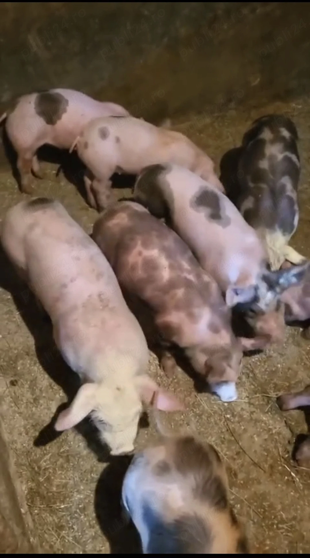 Vand purcei - vârsta 8 săptămâni 