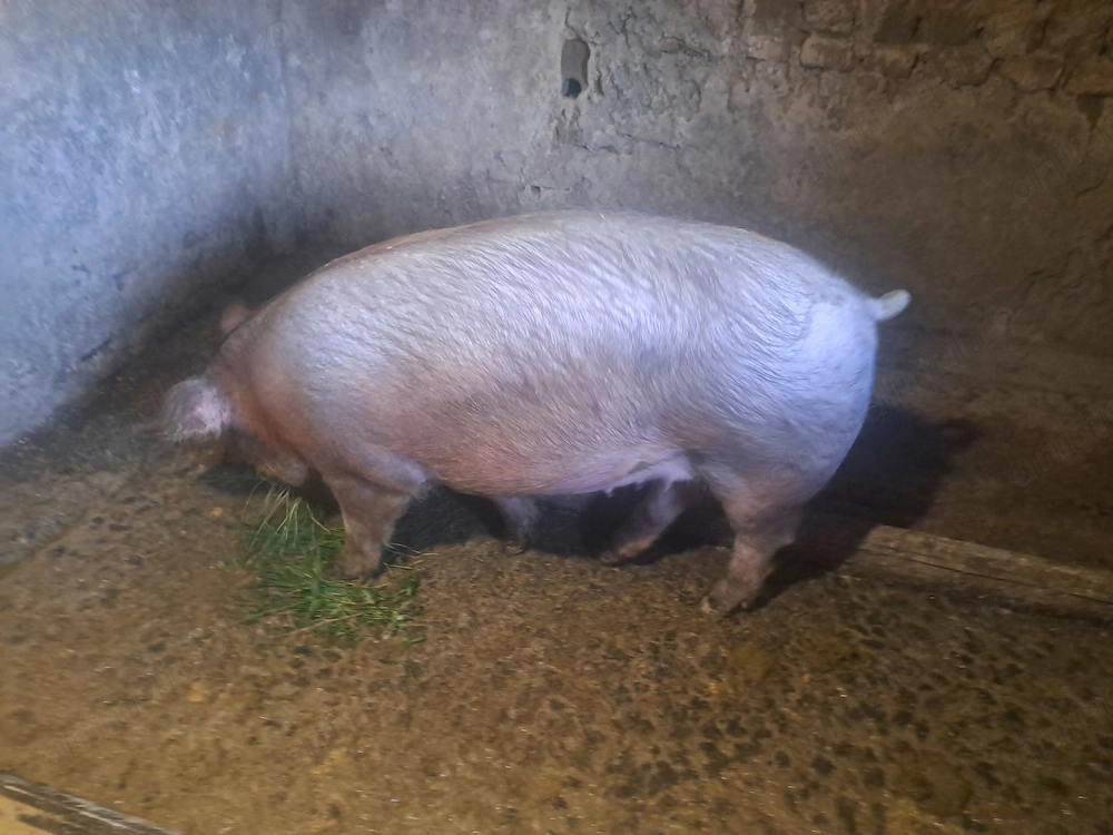 Disponibil scroafa de 100kg