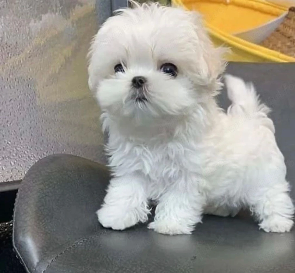 Bichon maltez 1200 lei