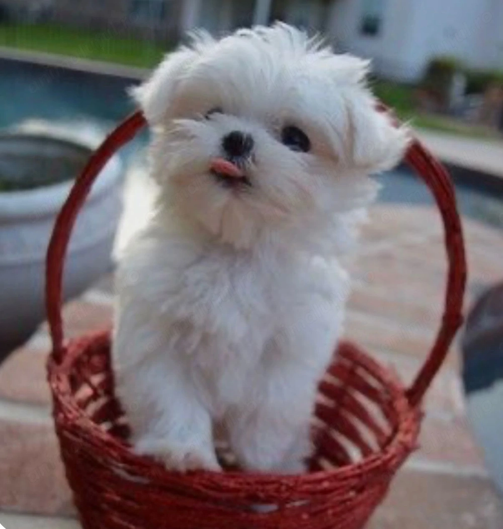 Bichon maltez mini toy 850lei