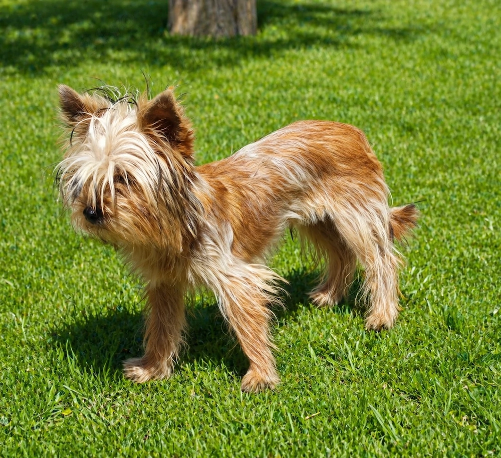 Yorkshire terrier golld  9. luni