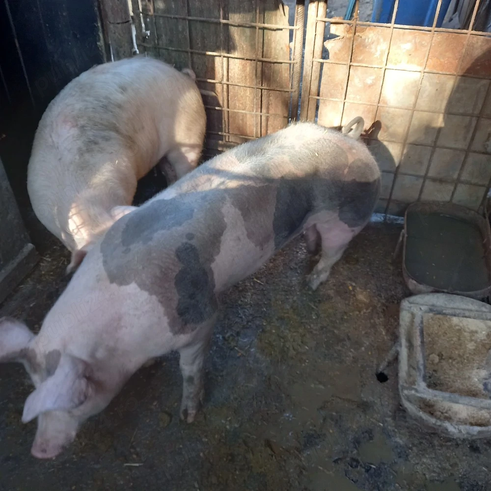 Montă Pietran Belgian