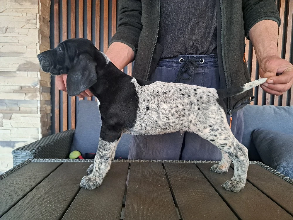 Brac german cu par scurt 