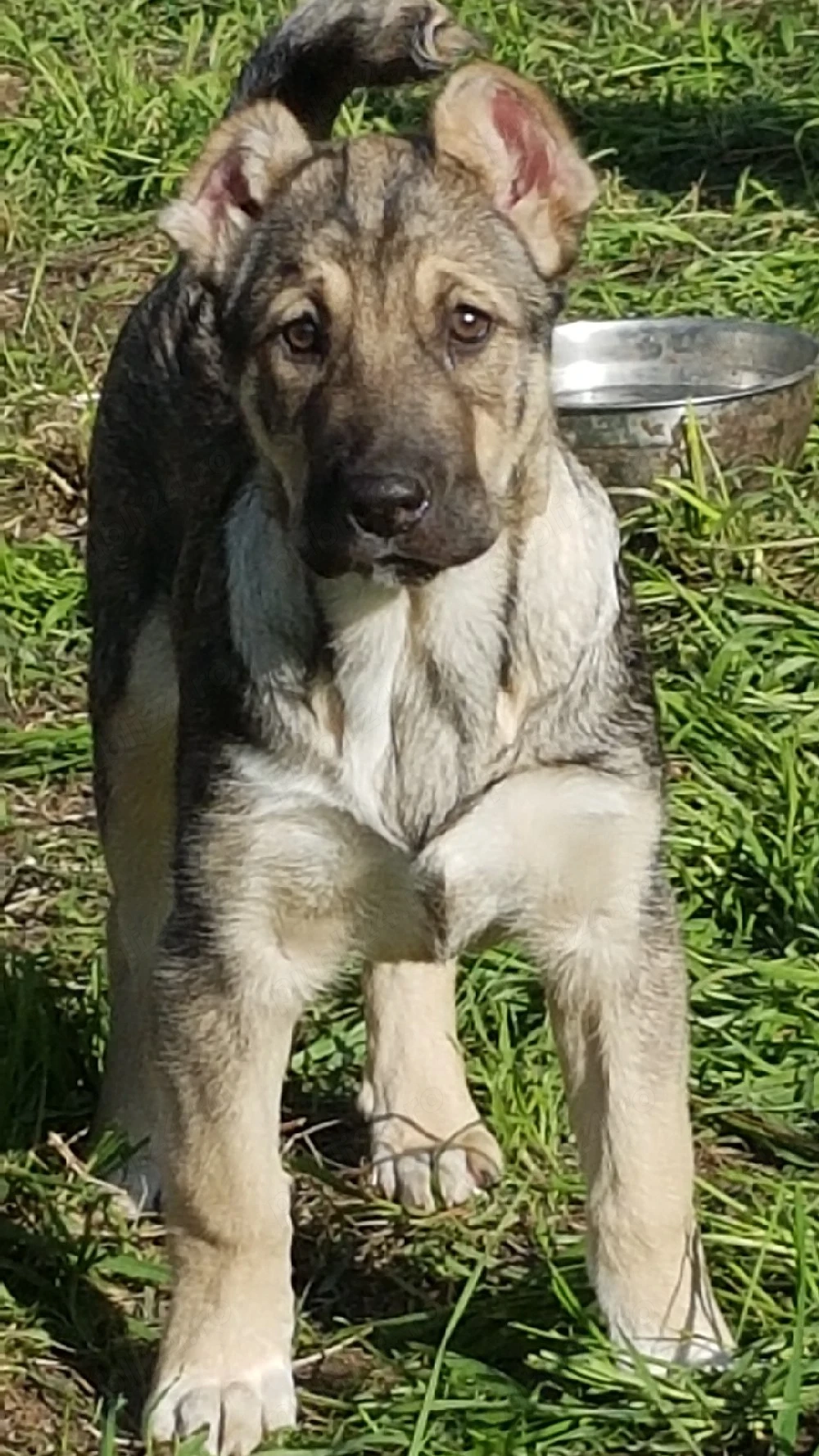 Catei Ciobanesc de Asia Centrala,catel