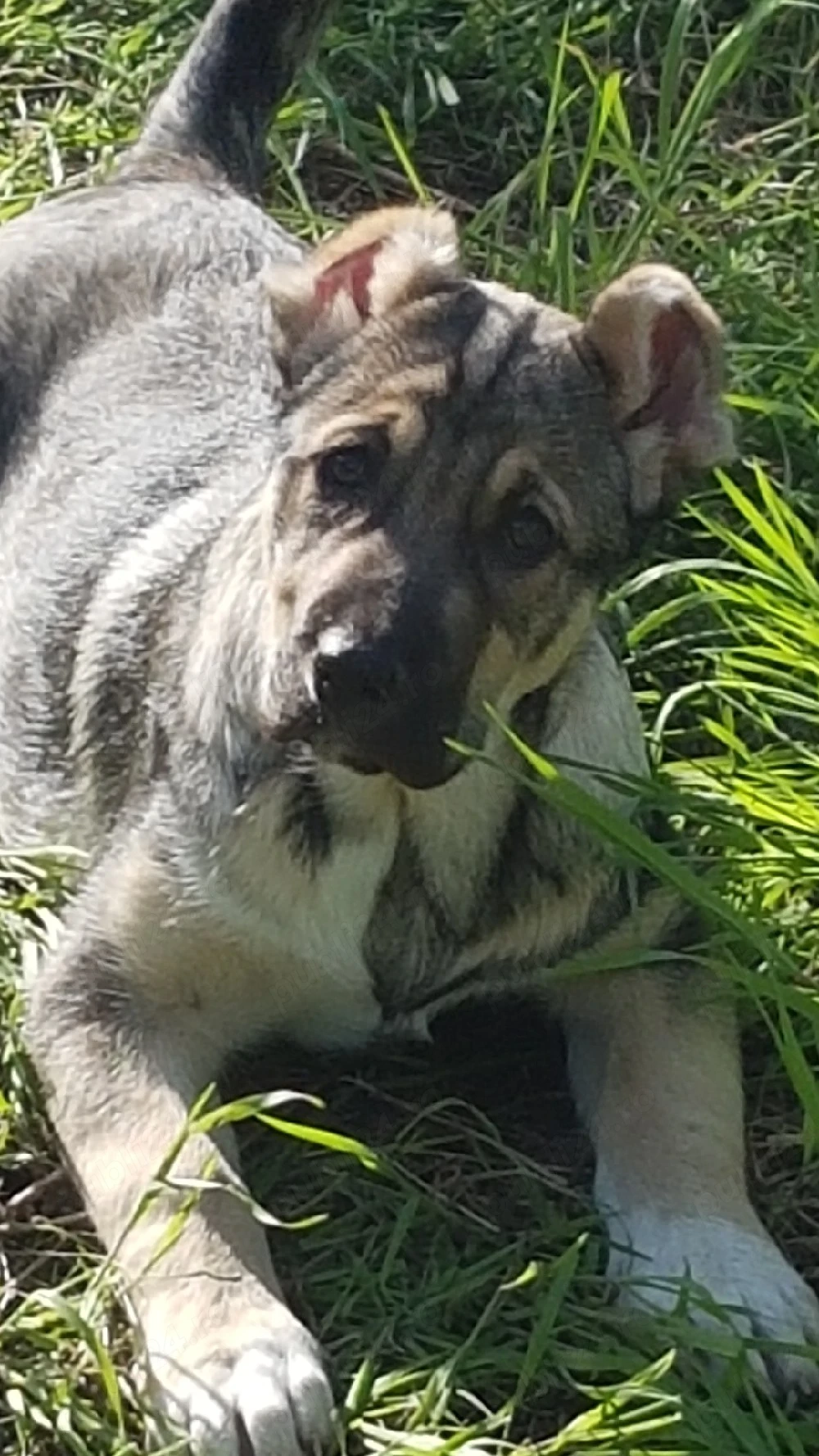 Catei Ciobanesc de Asia Centrala,Alabai,pui,catel