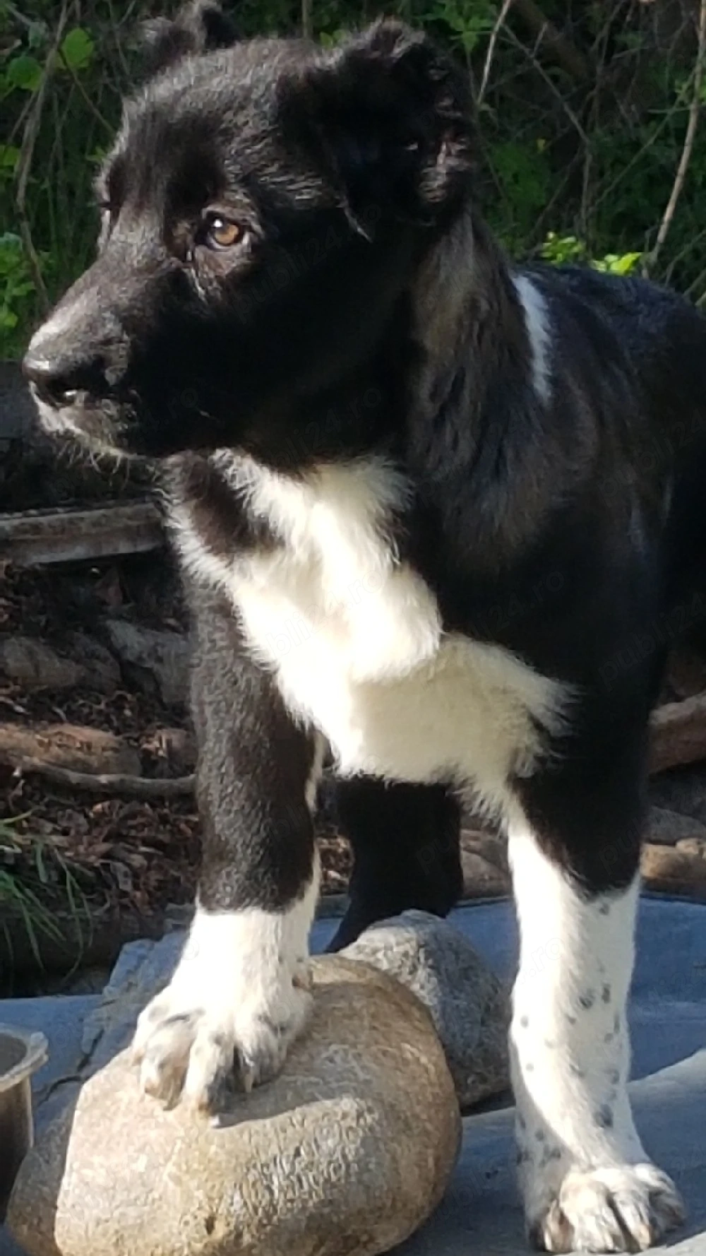 Catei Ciobanesc de Asia Centrala,Alabai,catel ciobanesc