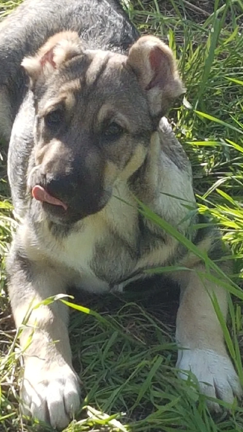 Catei Ciobanesc de Asia Centrala,Alabai,pui,catel ciobanesc