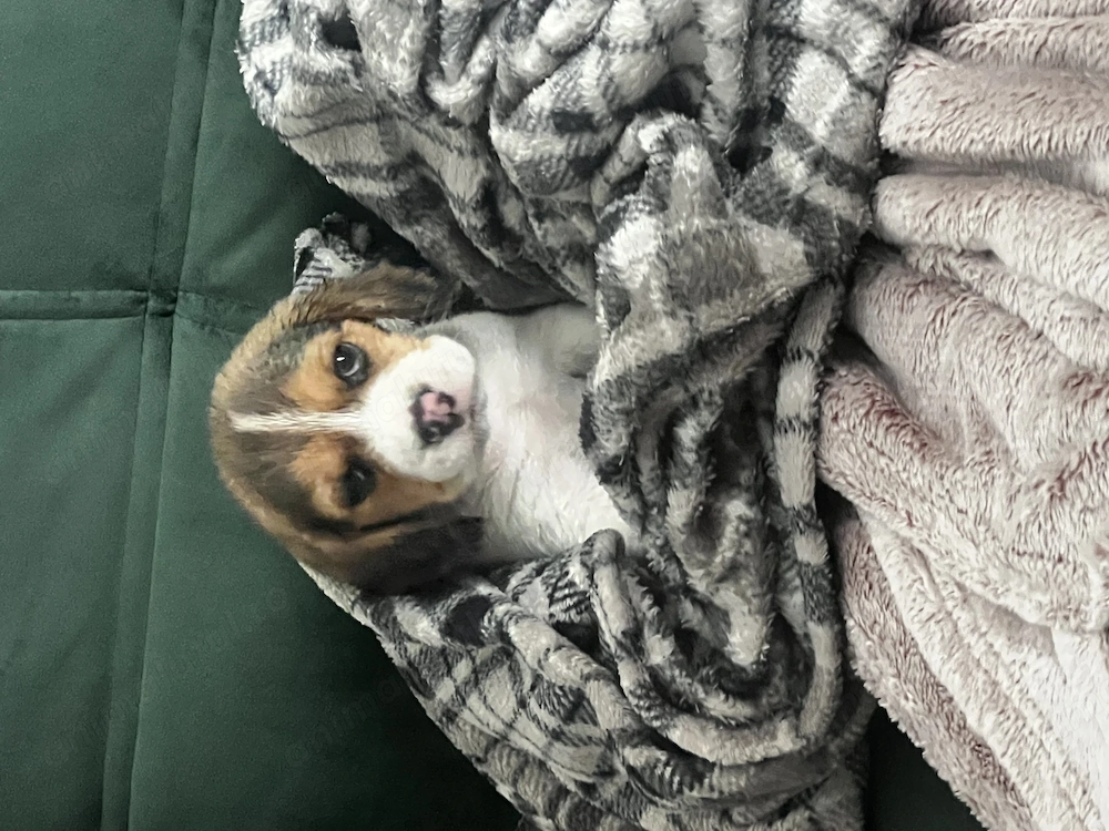 Pui Beagle Femela