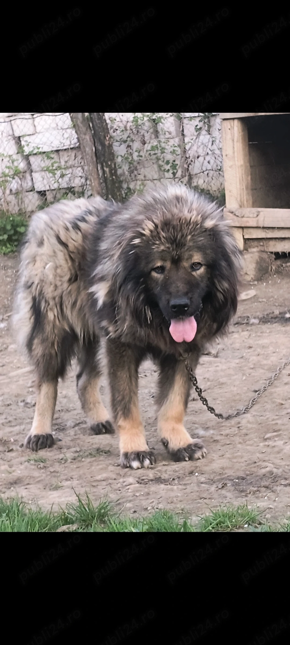 Mascul Ciobanesc 