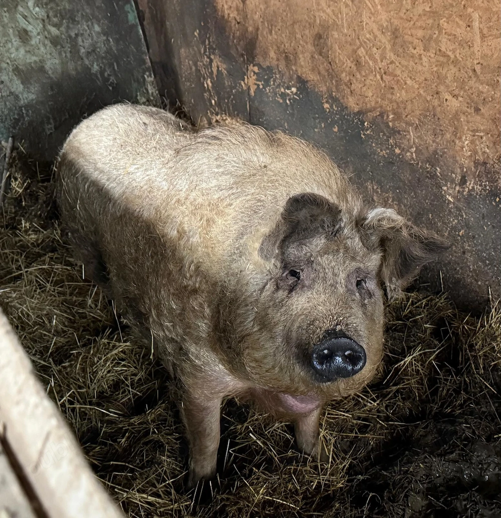 Porc Mangalita de vanzare